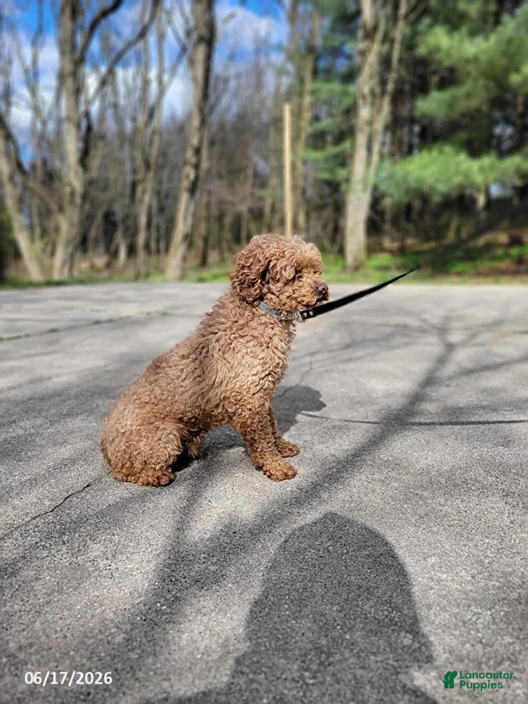 Mini Goldendoodle dogs for sale: Brooke - Ad 5