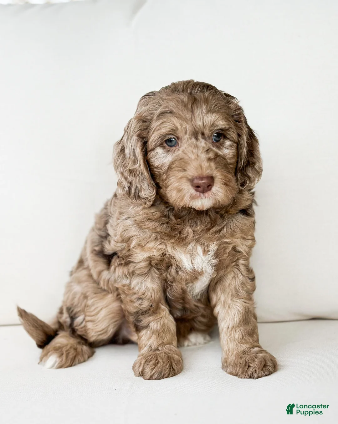 Mini Goldendoodle dogs for sale: Cupid - Ad 2