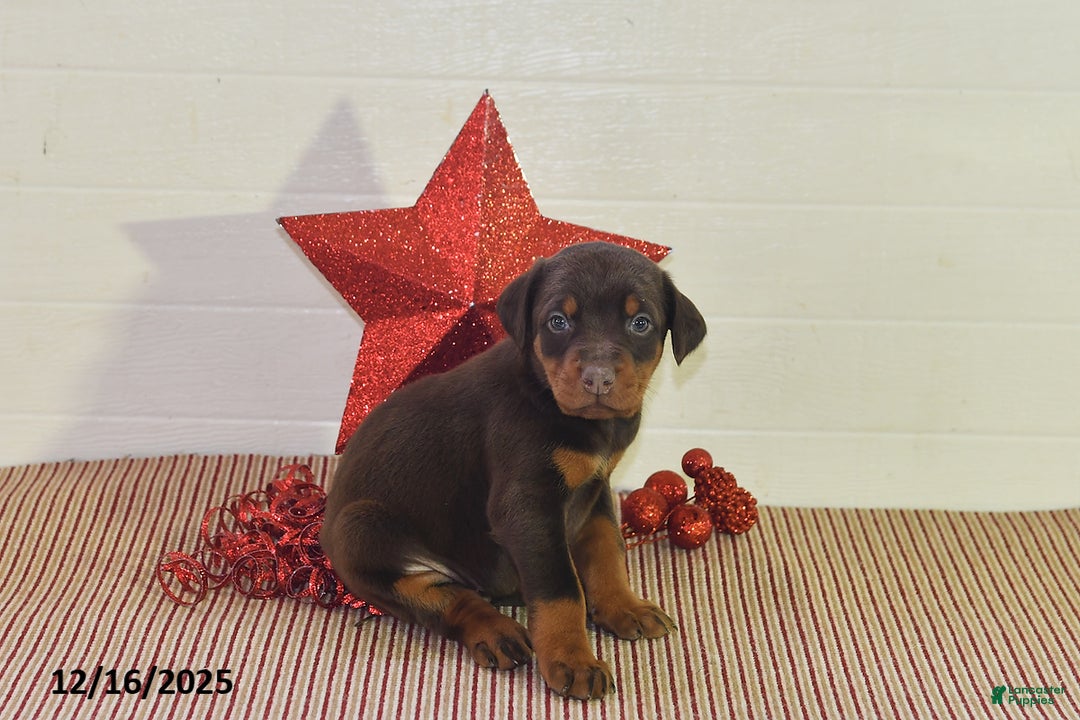 Doberman Pinscher dogs for sale: Daisy - Ad 5