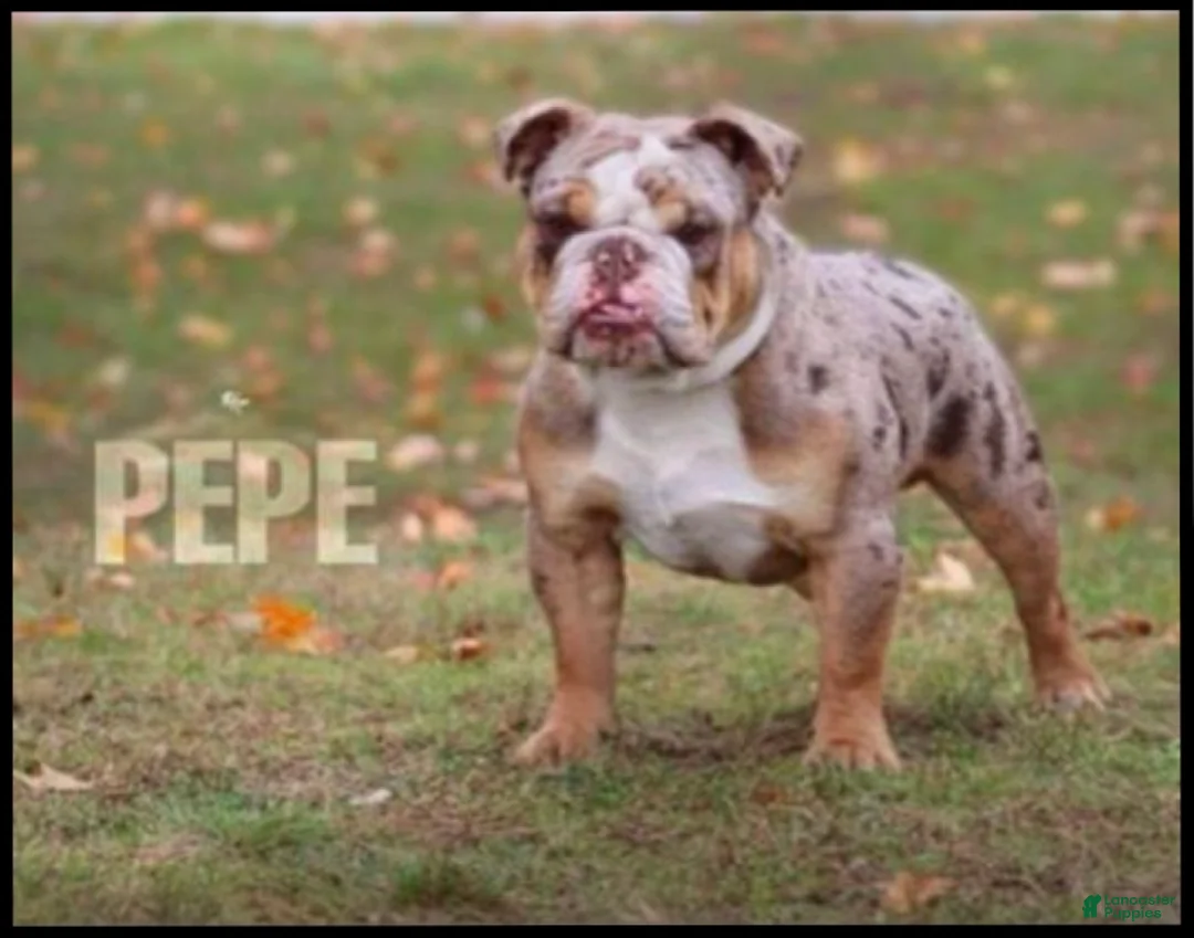 English Bulldog dogs for sale: TARZAN - Ad 9
