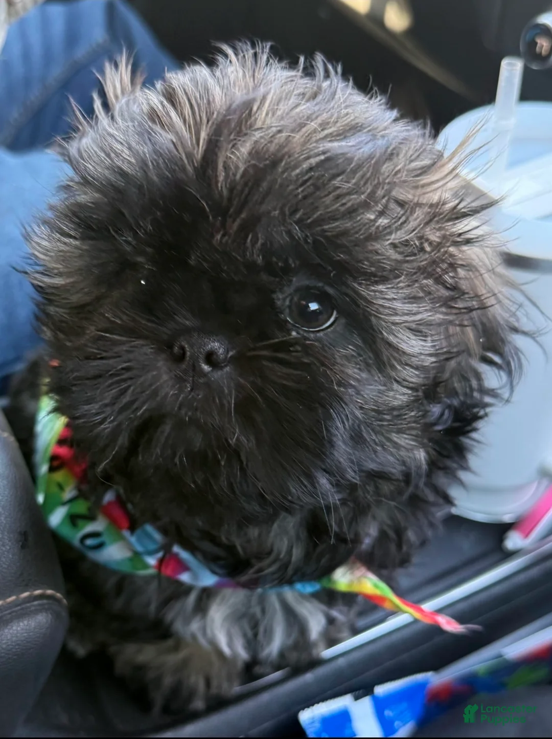 Shih Tzu dogs for sale: Billy  - Ad 4