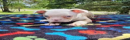 Boston Terrier dogs for sale: Taurus (male 1) - Ad 3