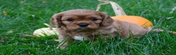 Cavalier King Charles Spaniel dogs for sale: Vincent - Ad 2