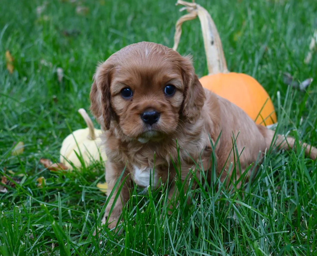 Cavalier King Charles Spaniel dogs for sale: Vincent - Ad 2