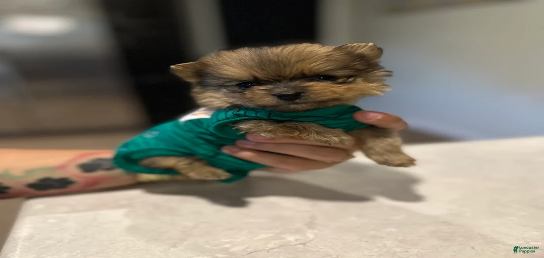 Gallery Image {{count}}