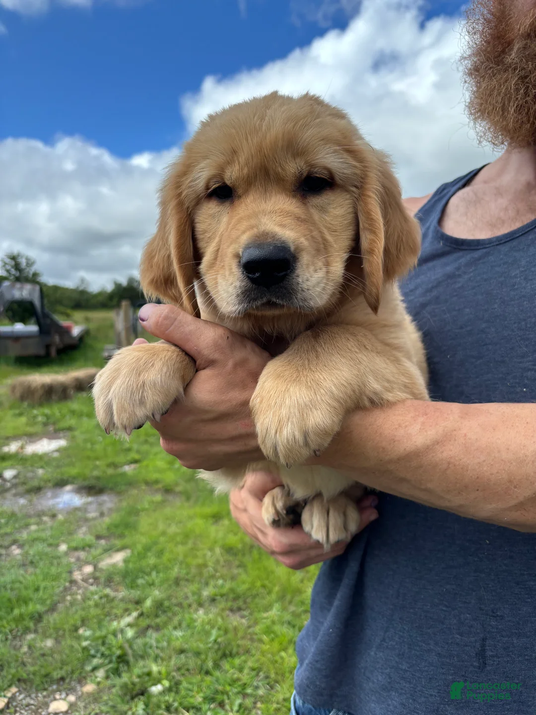 Golden Retriever dogs for sale: Duke  - Ad 1