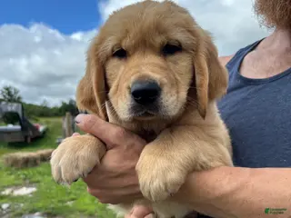 Golden Retriever dogs Duke - Ad 42