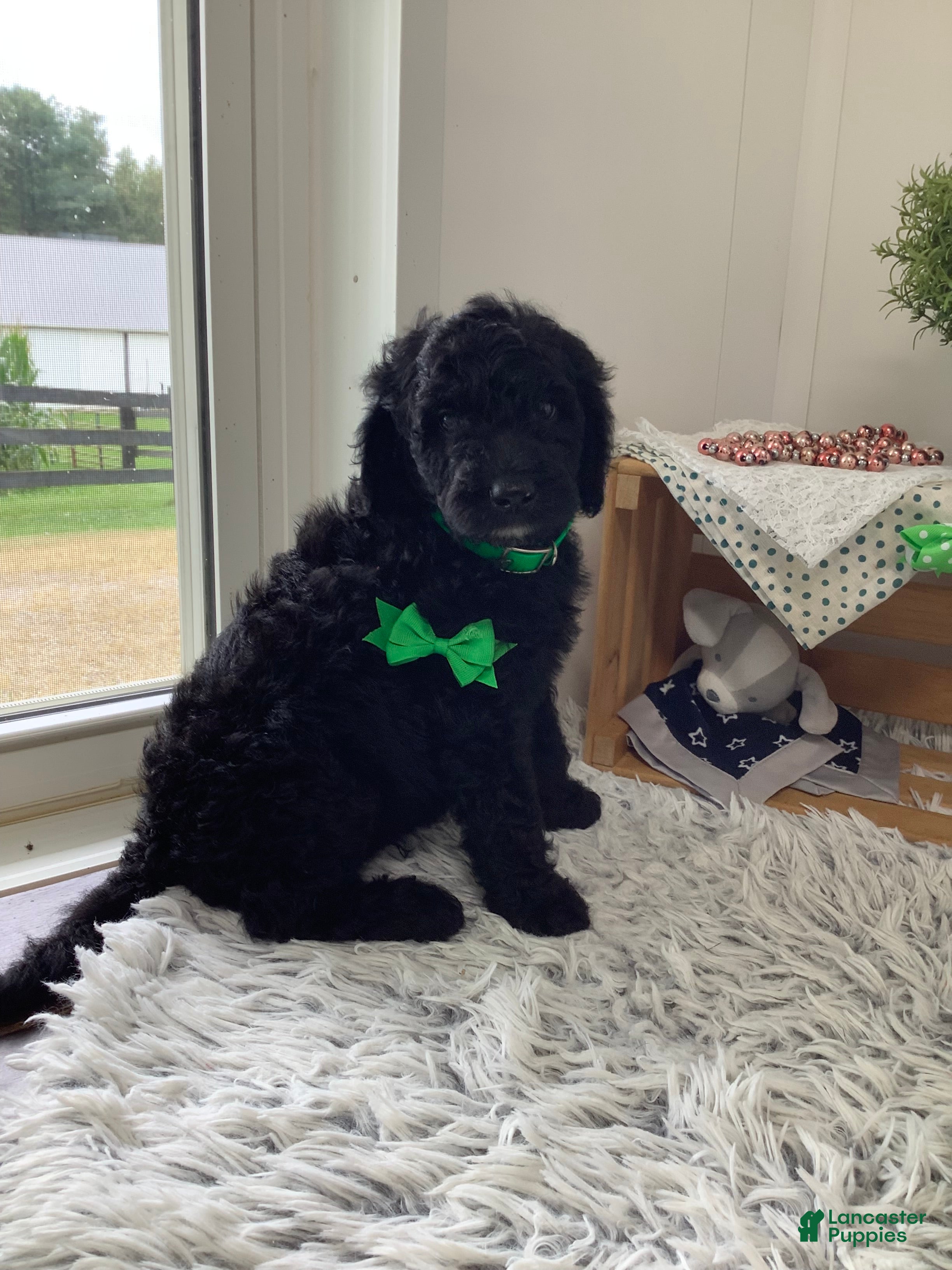 Goldendoodle dogs Macho-F1bb-Goldendoodle 2 - Ad 1