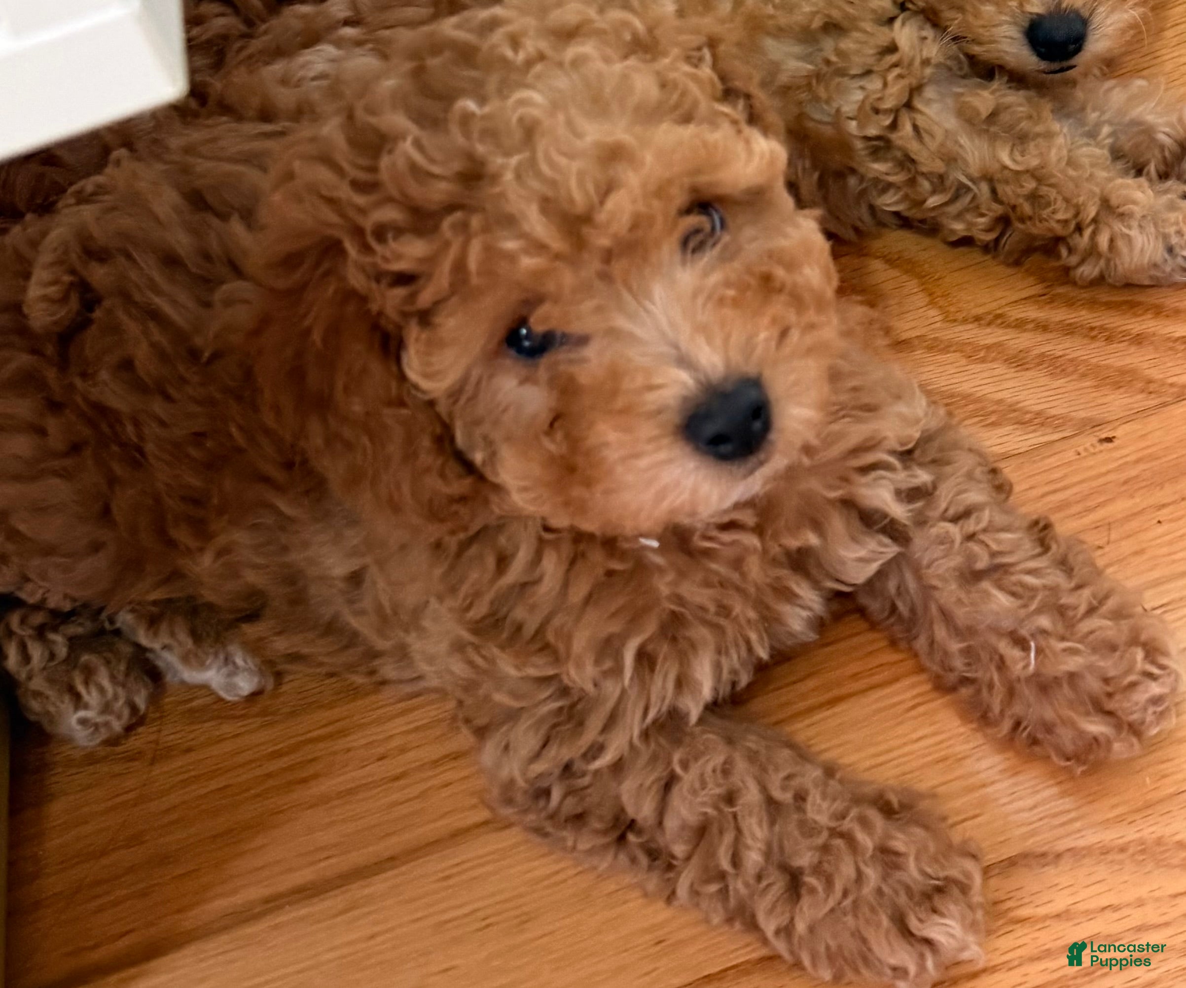 Miniature Poodle dogs Miniature Poodle Puppy 2 - Ad 1