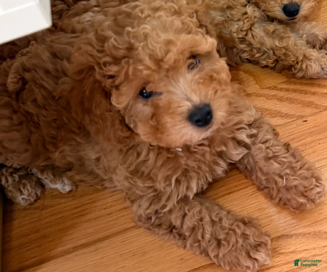 Miniature Poodle dogs for sale: Miniature Poodle Puppy 2 - Ad 1