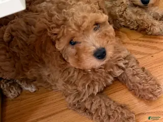 Miniature Poodle dogs for sale: Miniature Poodle Puppy 2 - Ad 1