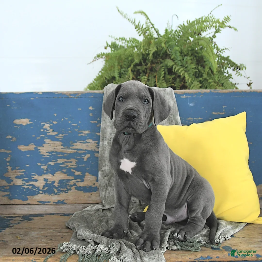 Great Dane dogs for sale: Apollo - Ad 3