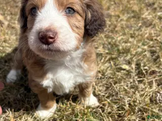 Mini Aussiedoodle dogs Mini Aussiedoodle Puppy 2 - Ad 1