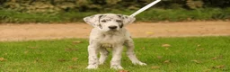 Great Dane dogs for sale: Beatrice Great Dane  - Ad 7