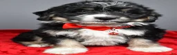 Mini Aussiedoodle dogs for sale: Stephen - Ad 3