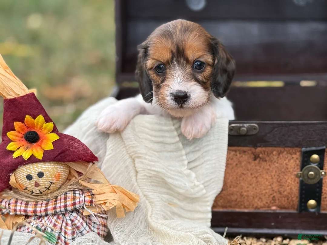 Miniature Dachshund dogs for sale: Red Piebald SILKY - Ad 2