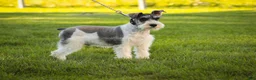 Miniature Schnauzer dogs for sale: Quinn Miniature Schnauzer (crate and leash Trained) - Ad 3