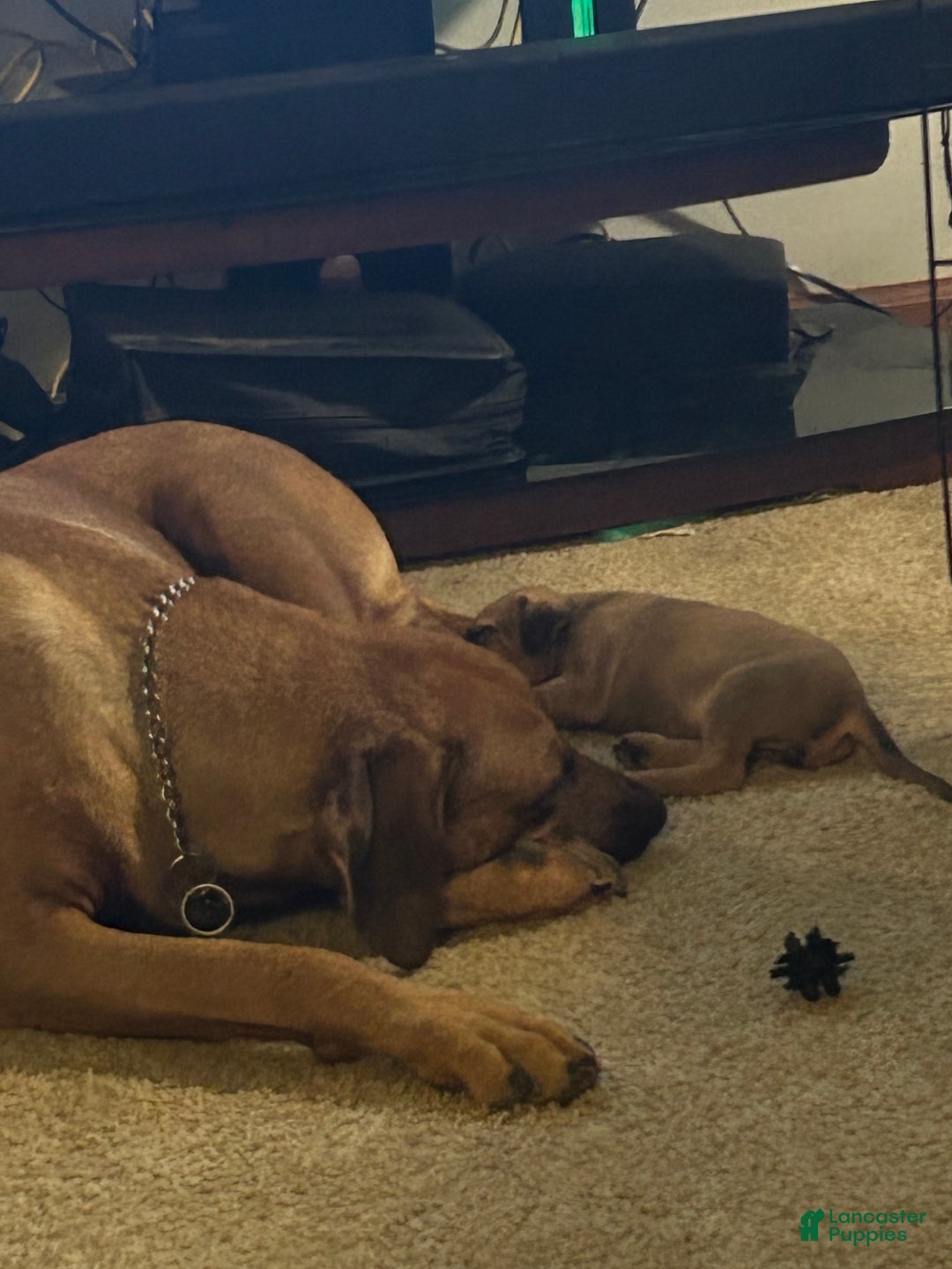 Rhodesian Ridgeback dogs for sale: Rhodesian Ridgeback Puppy 2 - Ad 1