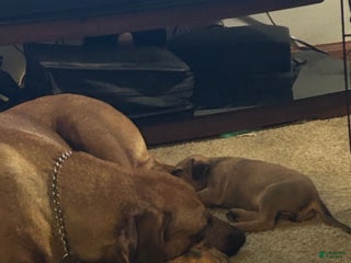 Rhodesian Ridgeback dogs Rhodesian Ridgeback Puppy 2 - Ad 27