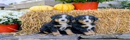 Bernese Mountain Dog dogs for sale: Bernese Mountain Dog 2 - Ad 2