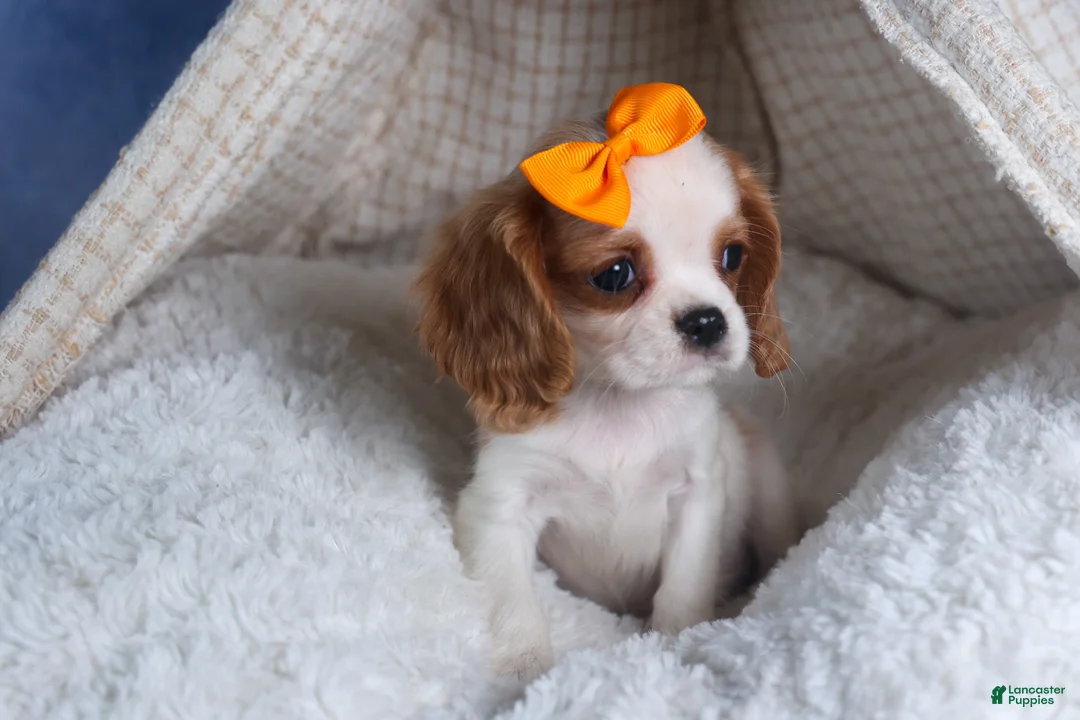 Cavalier King Charles Spaniel dogs for sale: Patsy - Ad 12