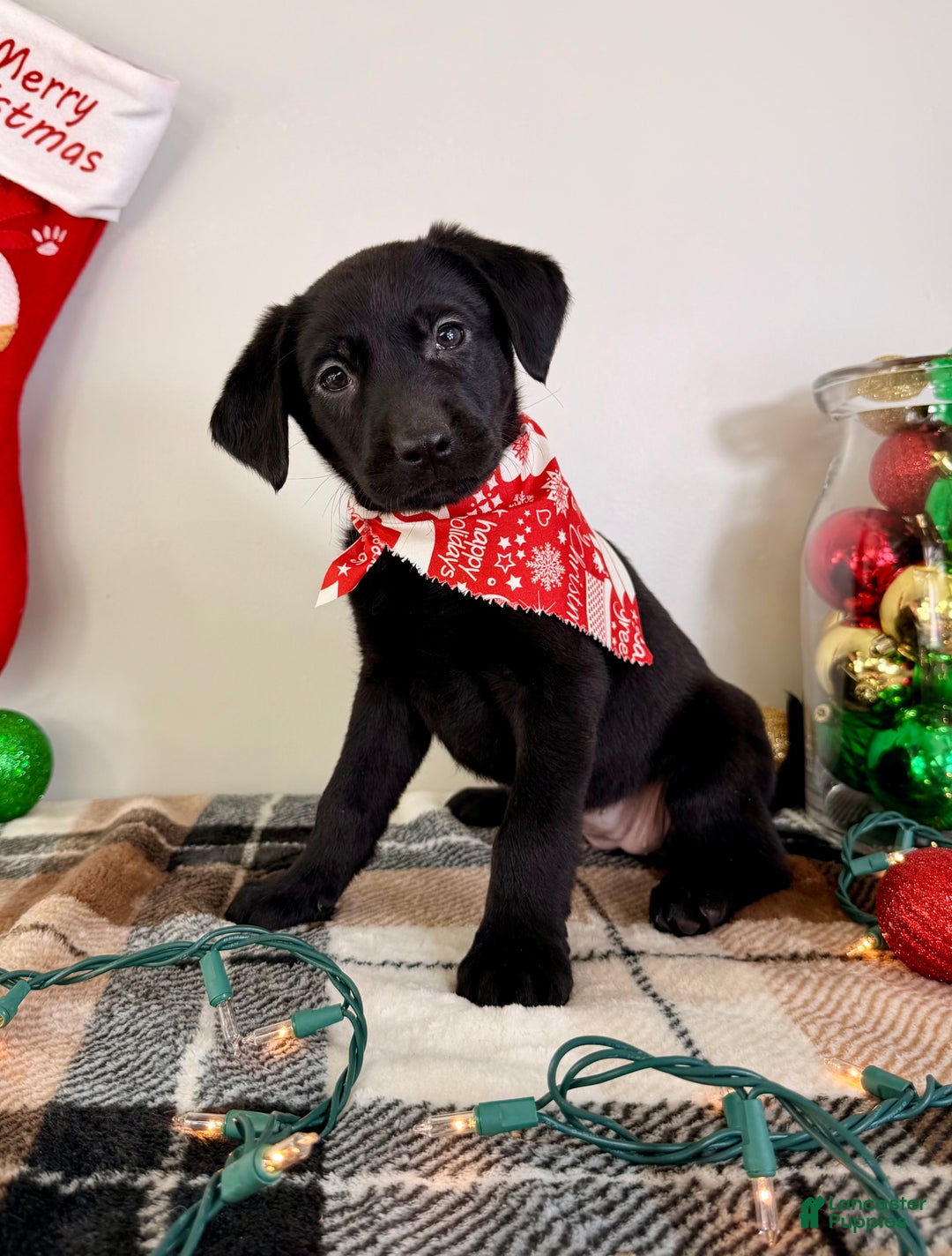 Labrador Retriever dogs for sale: Lady  - Ad 3