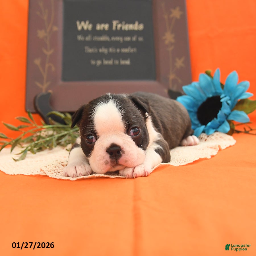 Boston Terrier dogs Romeo - Ad 5