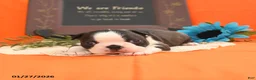 Boston Terrier dogs for sale: Romeo - Ad 12