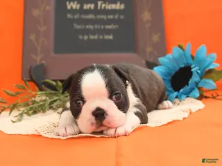 Boston Terrier dogs Romeo - Ad 5