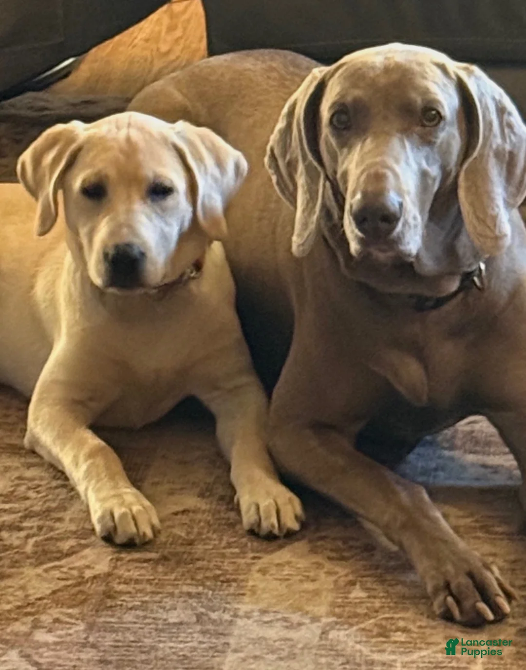 Mixed Breed dogs for sale: Mixed Breed 4 - Ad 4