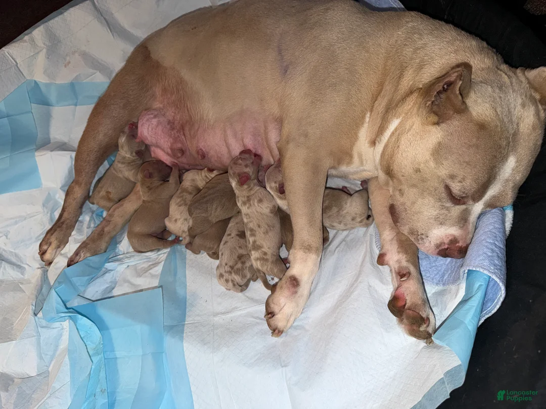 American Bully dogs for sale: American Bully 5 - Ad 2