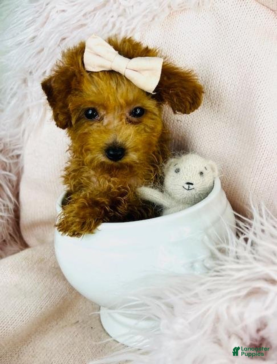 Toy Poodle dogs for sale: Meet Panzy! Toy Poodle Puppy  - Ad 3