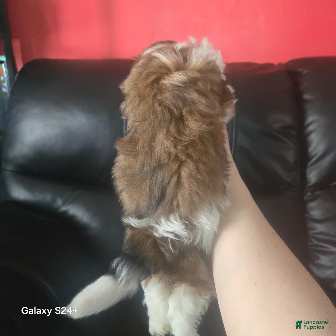 Havanese dogs for sale: Havanese Puppy 1 - Ad 2