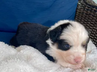 Australian Shepherd dogs Australian Shepherd- Duke - Ad 3