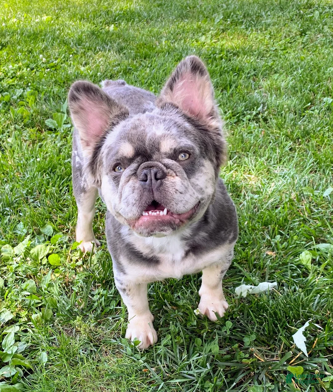 French Bulldog dogs for sale: Lord Connor of House of Hepley - Ad 2