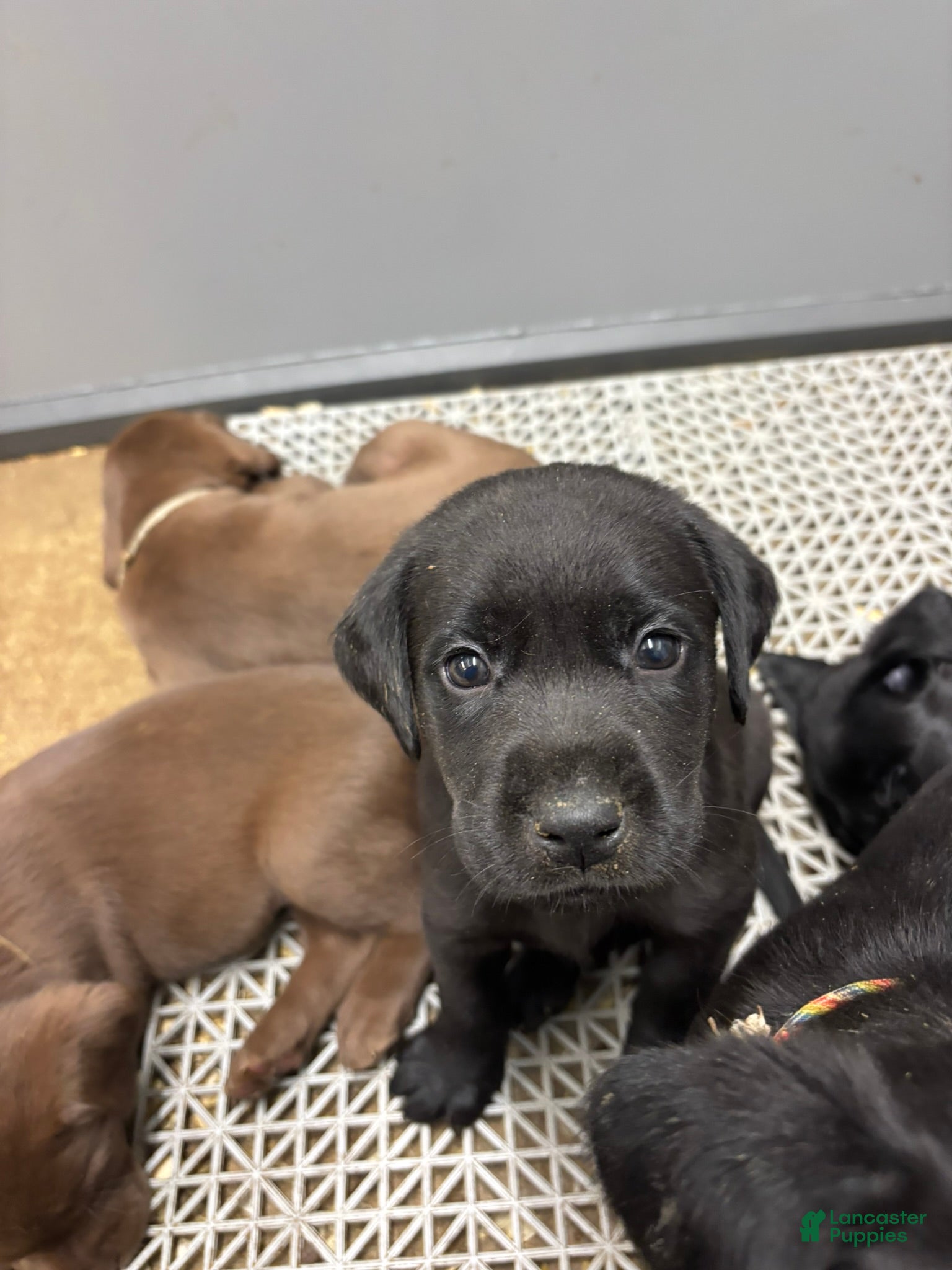 Labrador Retriever dogs Labrador Retriever Puppy 1 - Ad 2