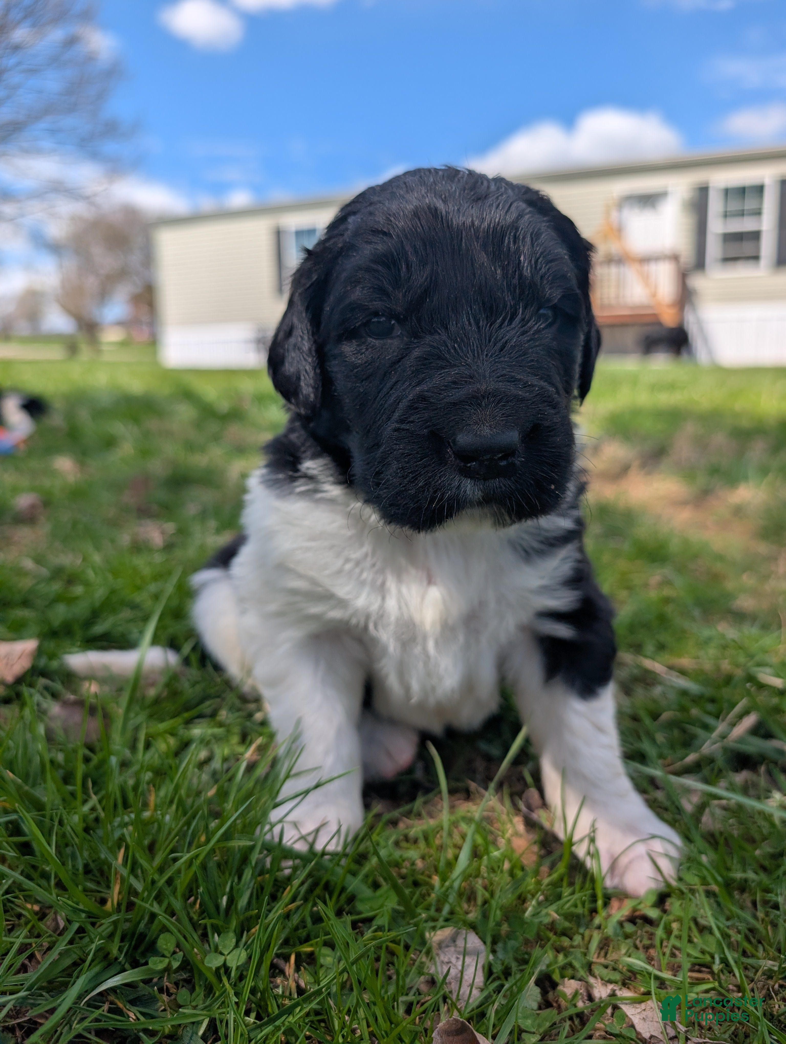 Newfoundland dogs Harrison  - Ad 33