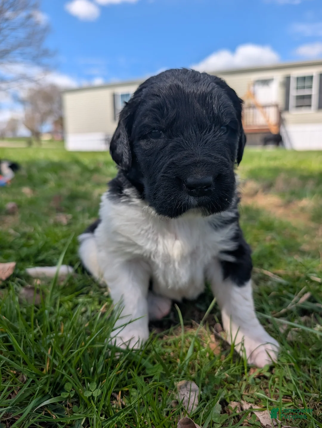 Newfoundland dogs for sale: Harrison  - Ad 1
