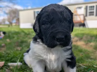 Newfoundland dogs Harrison - Ad 31