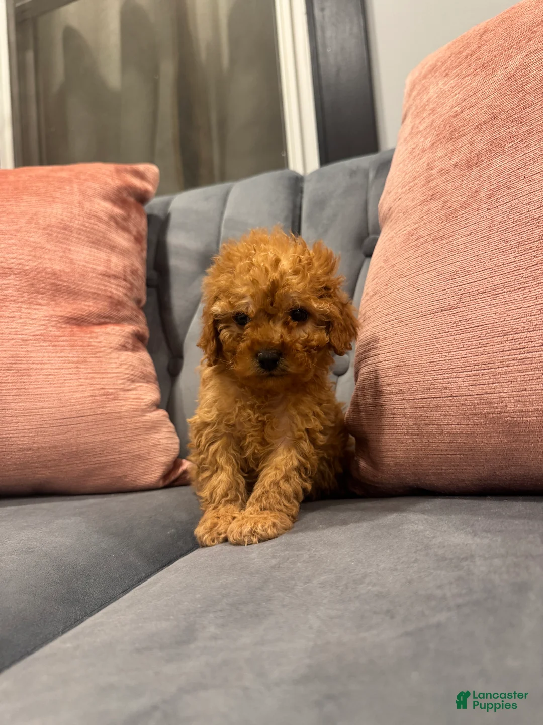 Cavapoo dogs for sale: Sammy - Ad 3