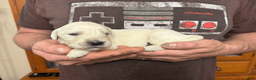Golden Retriever dogs for sale: Golden Retriever Puppy 1 - Ad 11