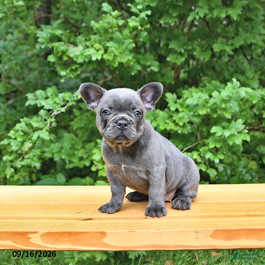 French Bulldog dogs Bailey - Ad 1