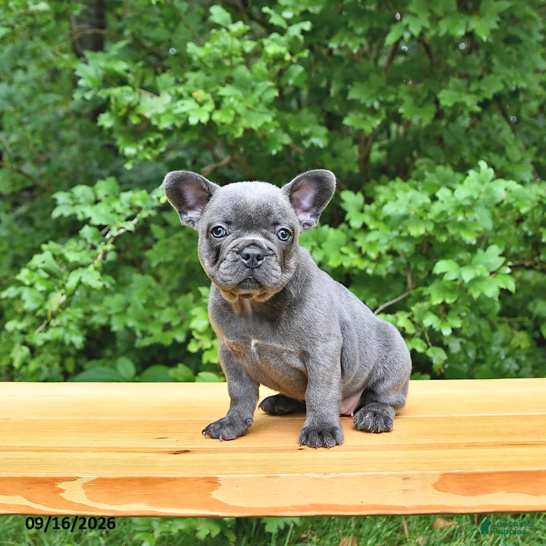 French Bulldog dogs for sale: Bailey - Ad 1