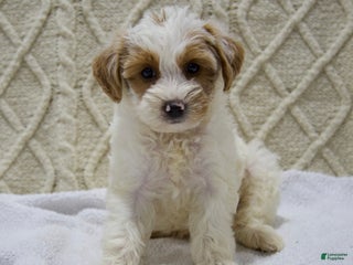 Yorkiepoo dogs - Ad 12