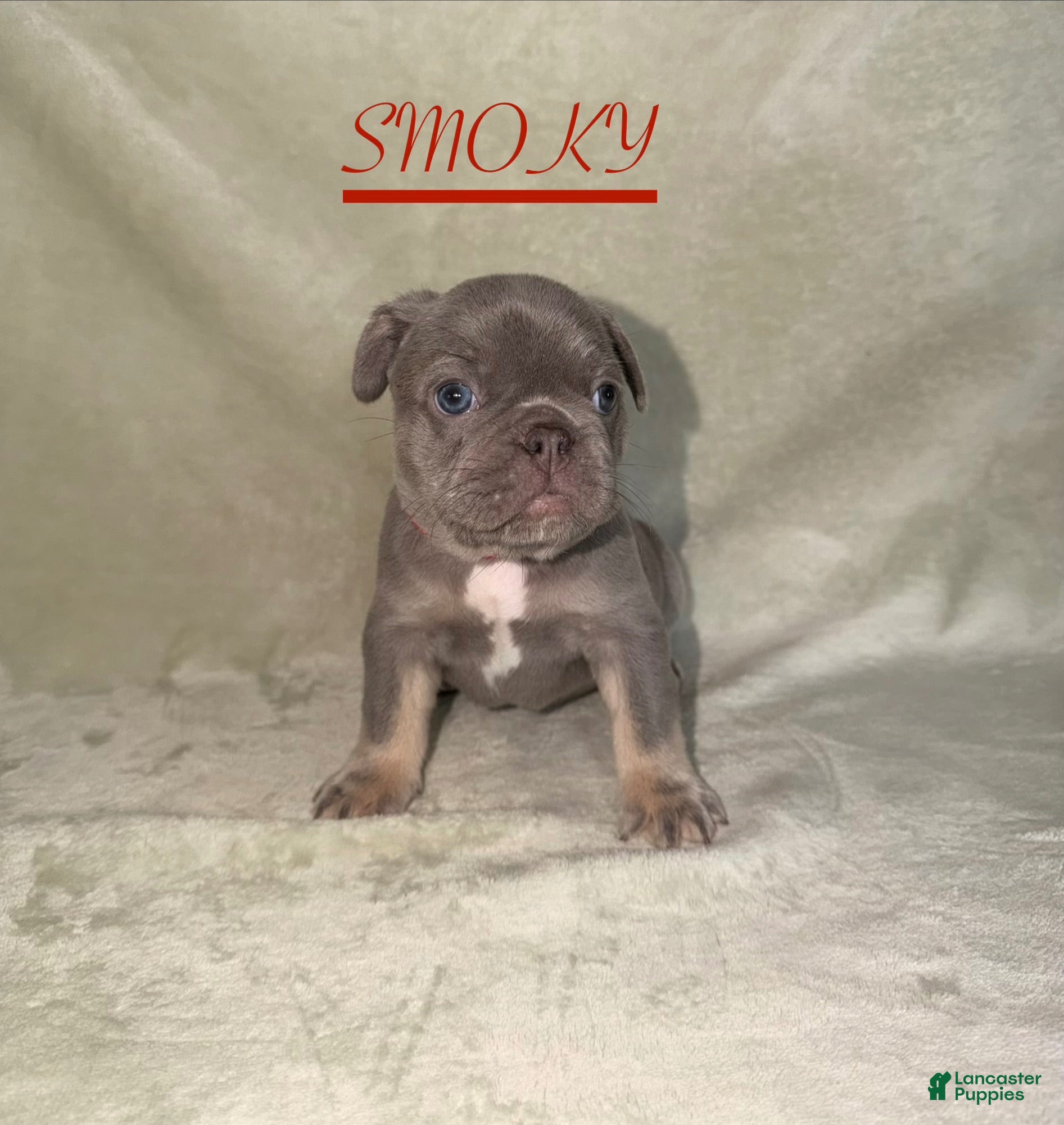 French Bulldog dogs French Bulldog 2 - Ad 1