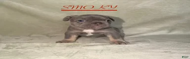 French Bulldog 2