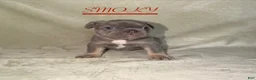French Bulldog dogs for sale: French Bulldog 2 - Ad 1