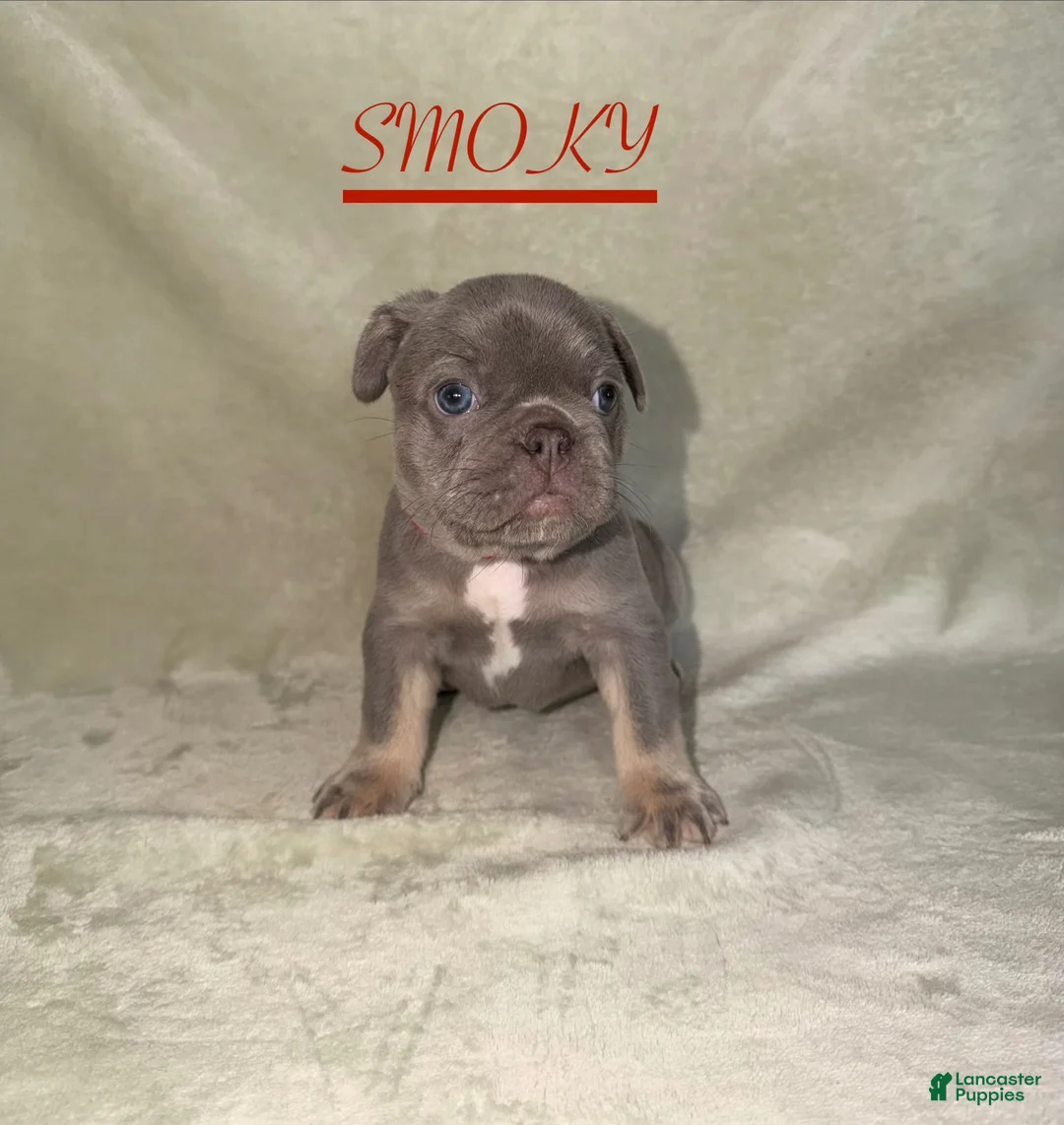 French Bulldog dogs for sale: French Bulldog 2 - Ad 1