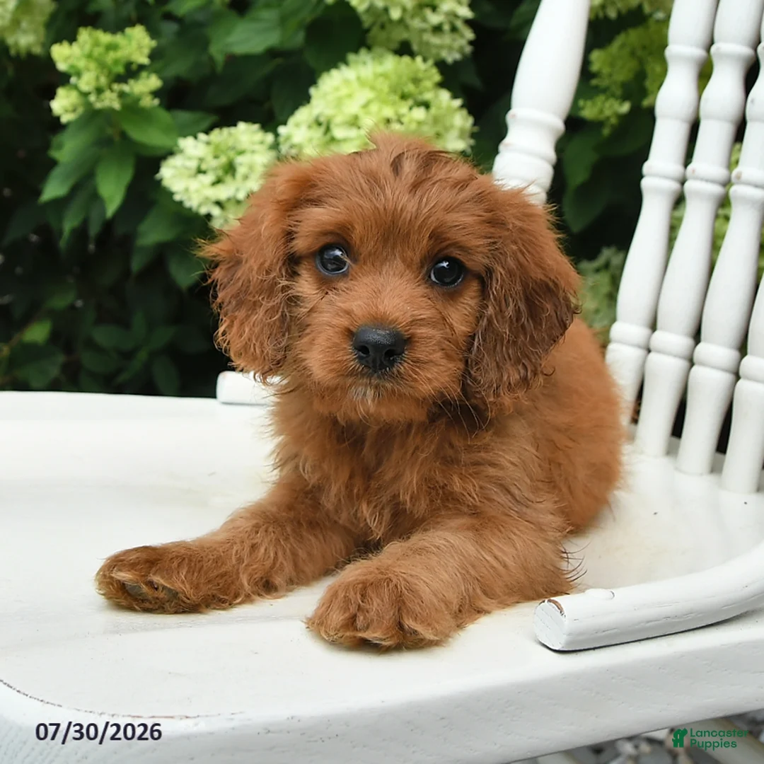 Cavapoo dogs for sale: Daffodil - Ad 1