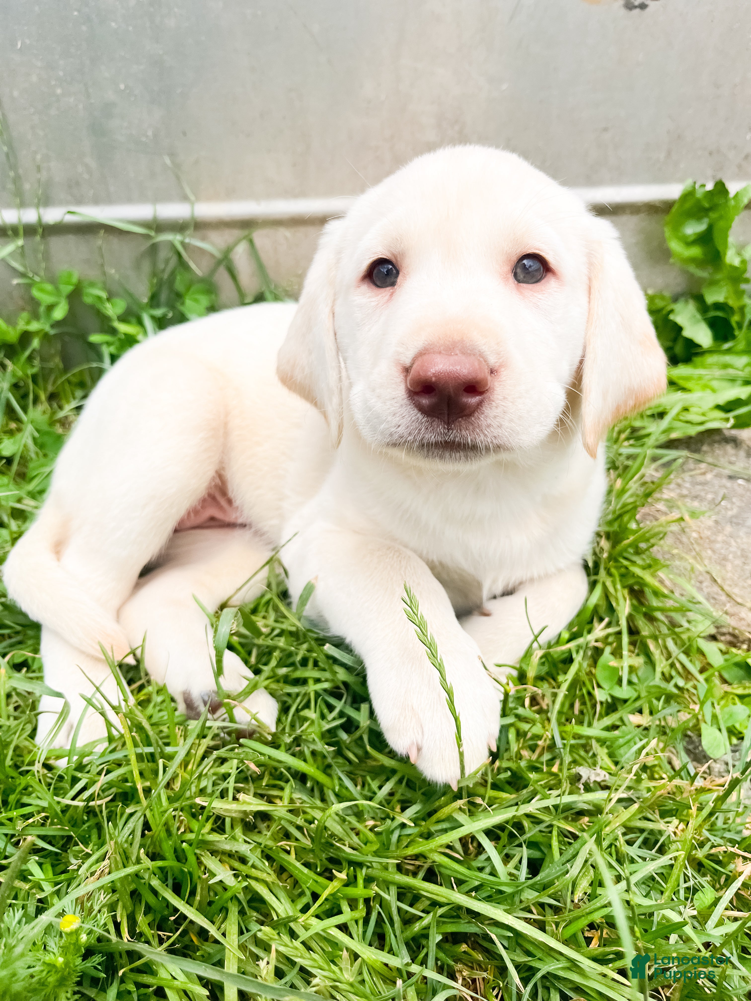 Labrador Retriever dogs Lily - Ad 17